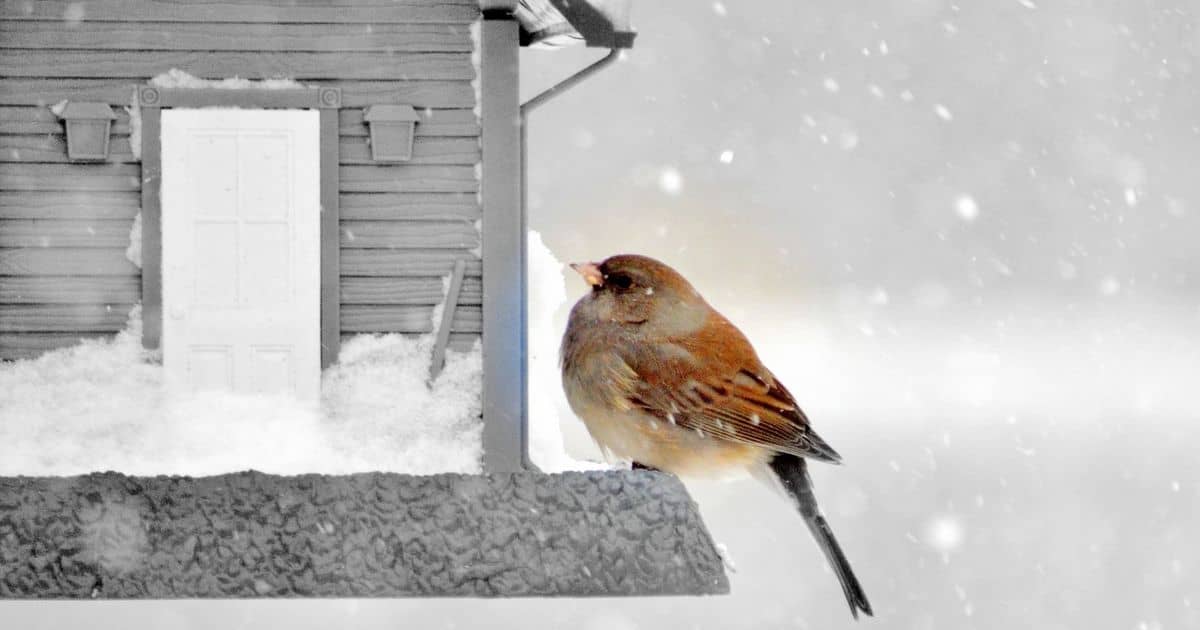 dokarmianie ptakow zima jak kiedy i czym to robic aby im nie zaszkodzic
